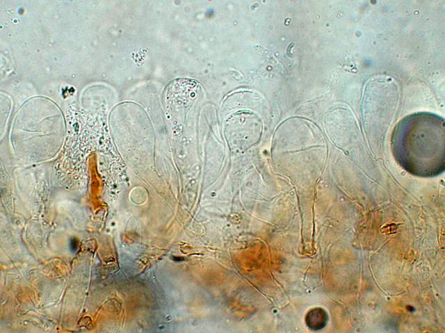 Conocybe hornana     Singer & Hausknecht